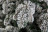 Искусственная елка Стильная 260 см заснеженная Премиум ели